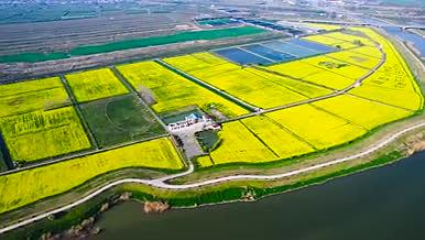 4K航拍油菜花田农业自然风光黄色花海视频的预览图
